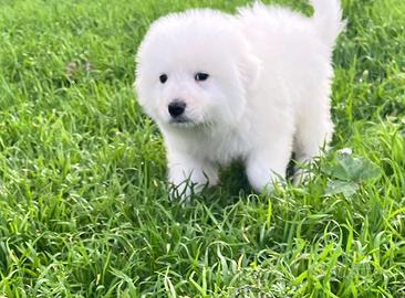 Pastore Maremmano Abruzzese