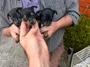 cuccioli-di-chihuahua-pinscher-mini-toy