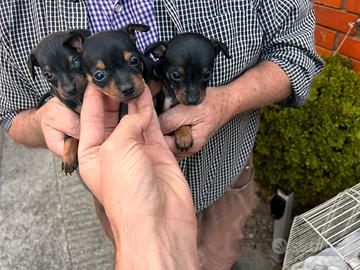 Cuccioli di Chihuahua Pinscher mini toy
