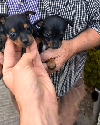Cuccioli di Chihuahua Pinscher mini toy