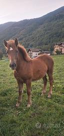 puledra 