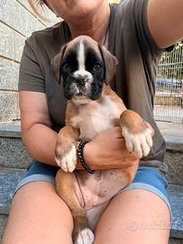 Boxer cuccioli