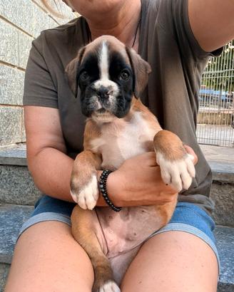 Boxer cuccioli