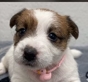 Jack Russel terrier