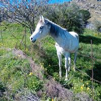 Cavalla araba con documenti anica