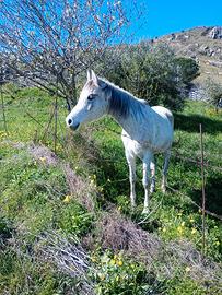Cavalla araba con documenti anica