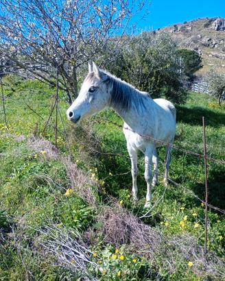 Cavalla araba con documenti anica