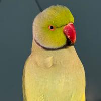 Parrocchetto dal collare