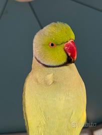 Parrocchetto dal collare