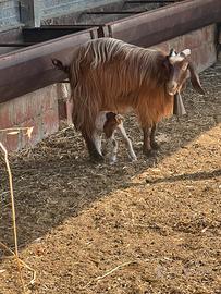 Capra incrocio maltese e siriana figliata