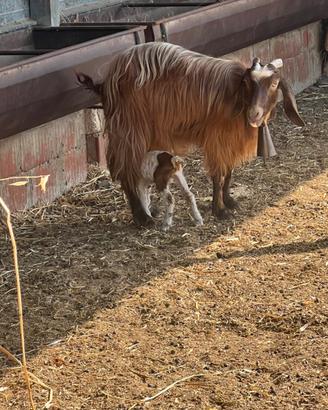 Capra incrocio maltese e siriana figliata