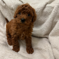 Barboncino mini toy ultimi