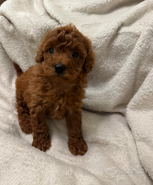 Barboncino mini toy ultimi