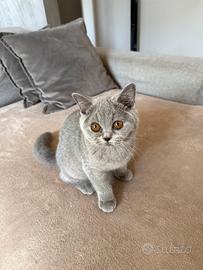 British shorthair
