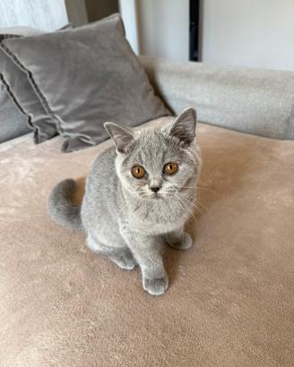 British shorthair