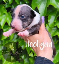 Bull terrier miniature