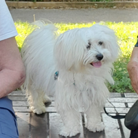 Maltese per accoppiamento