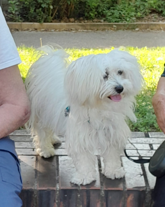 Maltese per accoppiamento