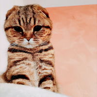 Scottish Straight per monta