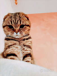 Scottish Straight per monta