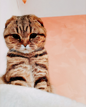 Scottish Straight per monta