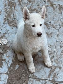 Siberian Husky