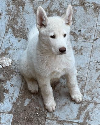 Siberian Husky