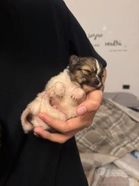 Cuccioli di Spitz 2 mesi - maschi