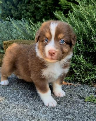 Cuccioli pastore australiano pedigree enci