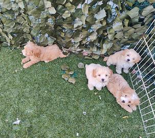 Maltipoo cuccioli
