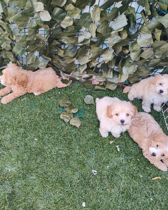 Maltipoo cuccioli