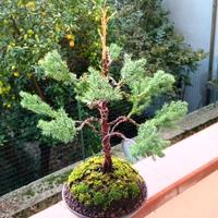 bonsai di ginepro chinensis 