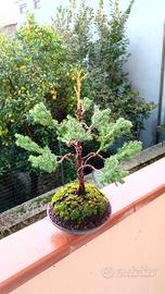 bonsai di ginepro chinensis 