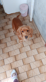 Cocker spaniel inglese