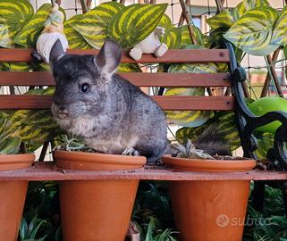 Cucciola cincillà