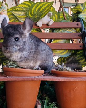Cucciola cincillà