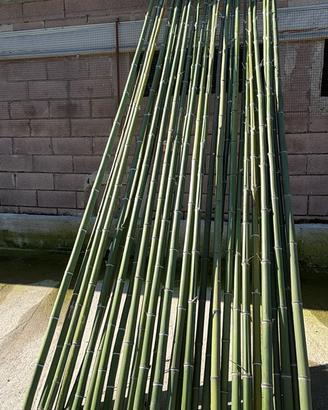 Canne di bambu (varie dimensioni)