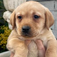 Cuccioli di Labrador retriever con Pedigree Enci