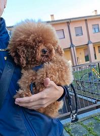 Disponibile per MONTE