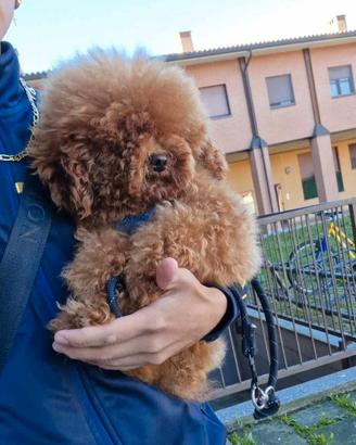 Disponibile per MONTE