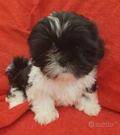 Shih tzu