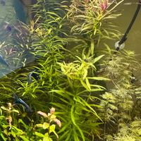 Limnophila aromatica