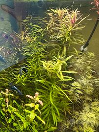 Limnophila aromatica