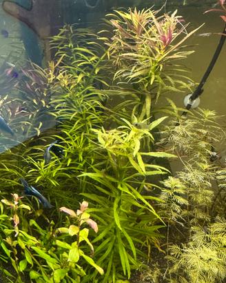 Limnophila aromatica