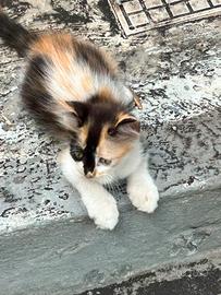 gattina incrocio persiano 