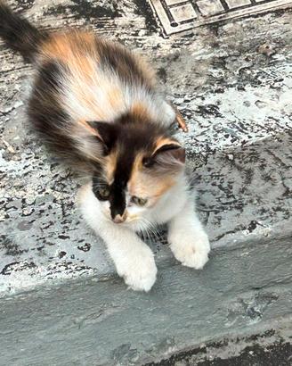 gattina incrocio persiano 