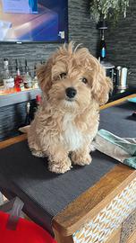 Maltipoo