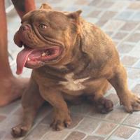 American Bully Maschio 15 Mesi