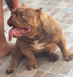 American Bully Maschio 15 Mesi