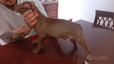 Pitbull Rednose